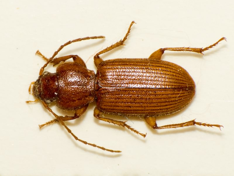 Oedesis caucasicus (Dejean, 1831)